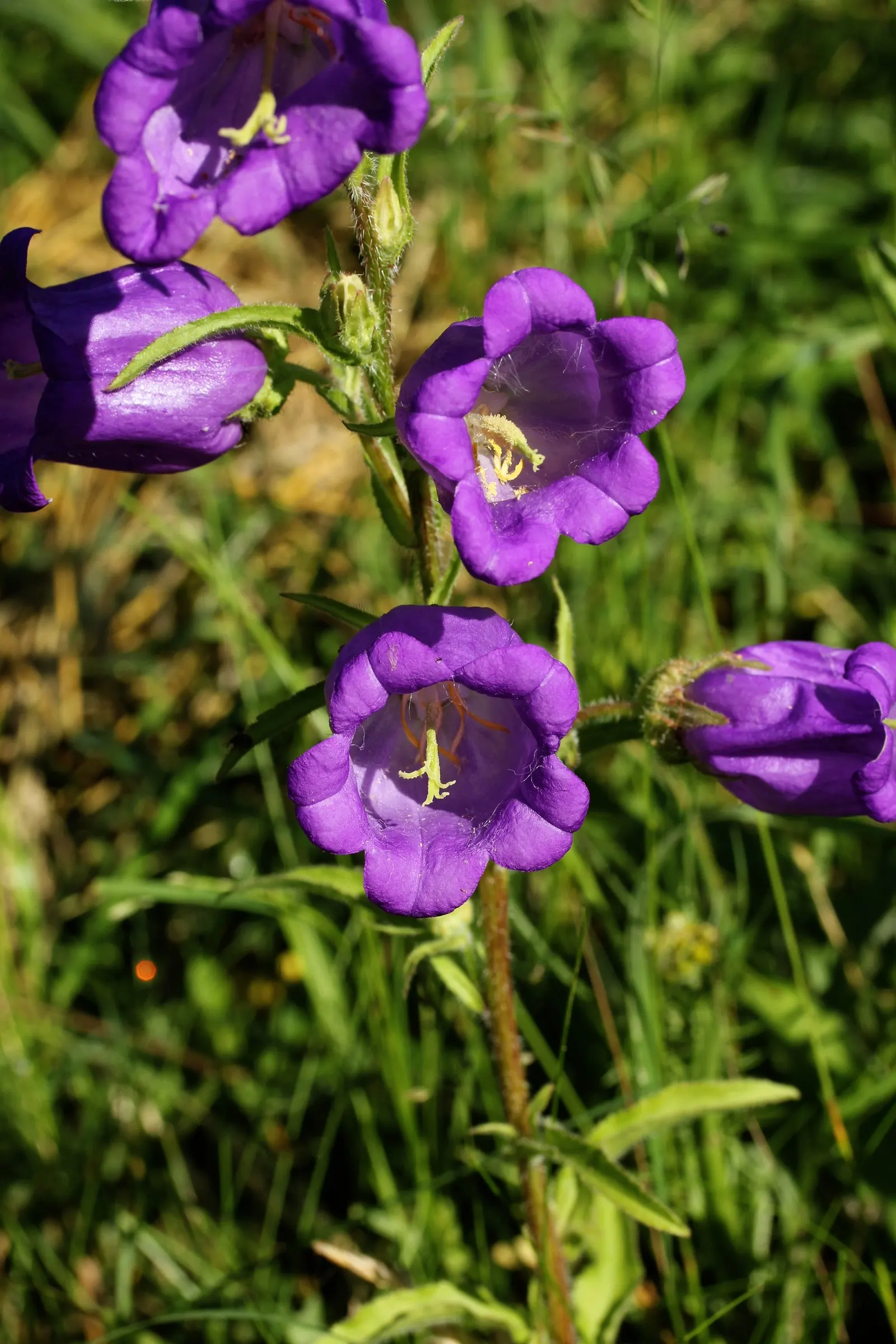 Canterbury Bells, Cup-And-Saucer (Campanula Medium) — This biennial displays violet, blue, pink, or white flowers in late spring to early summer; annual /