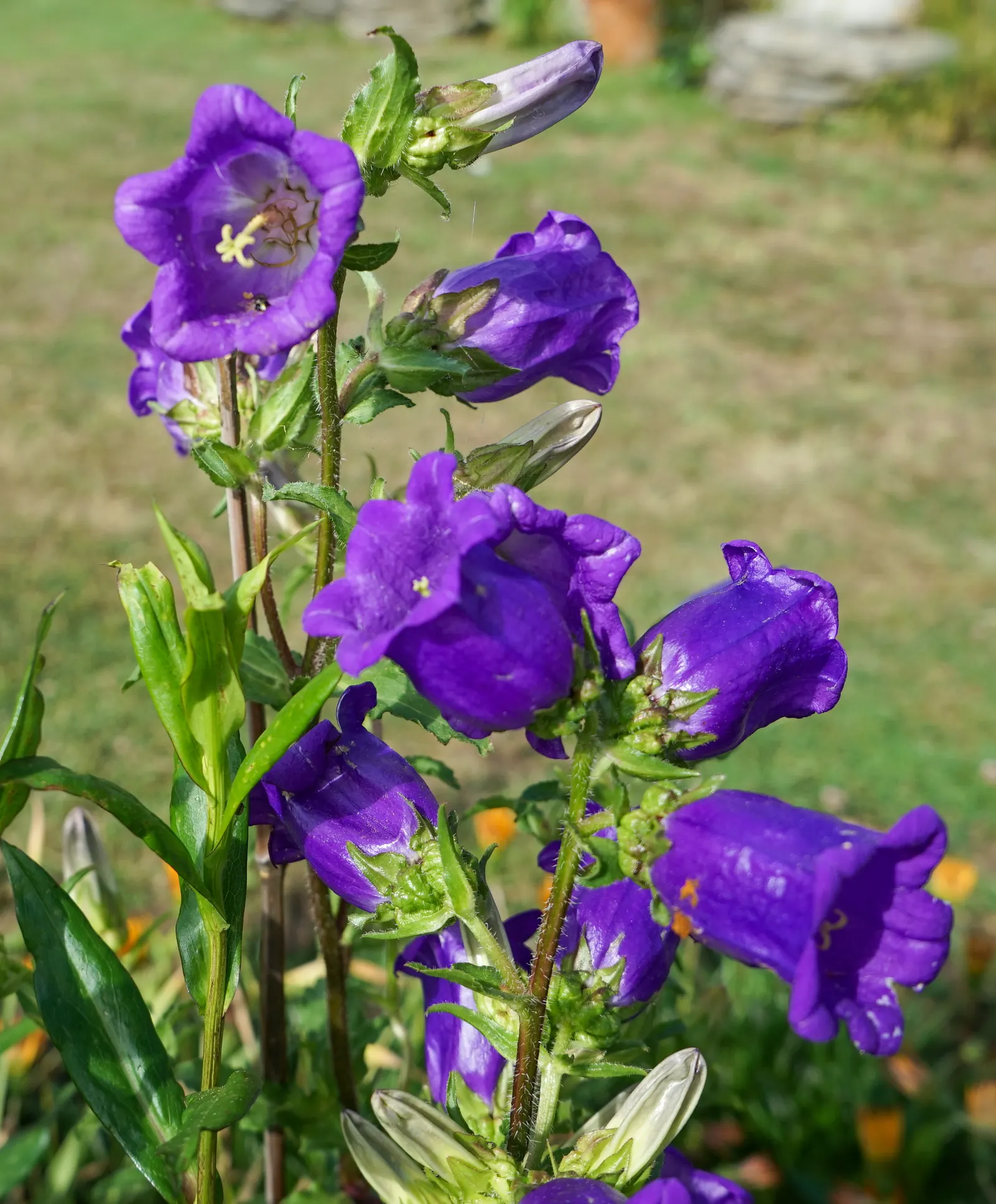 Canterbury Bells, Cup-And-Saucer (Campanula Medium) — Canterbury Bells establish a striking presence in the garden; ideal for cottage gardens and, image 62
