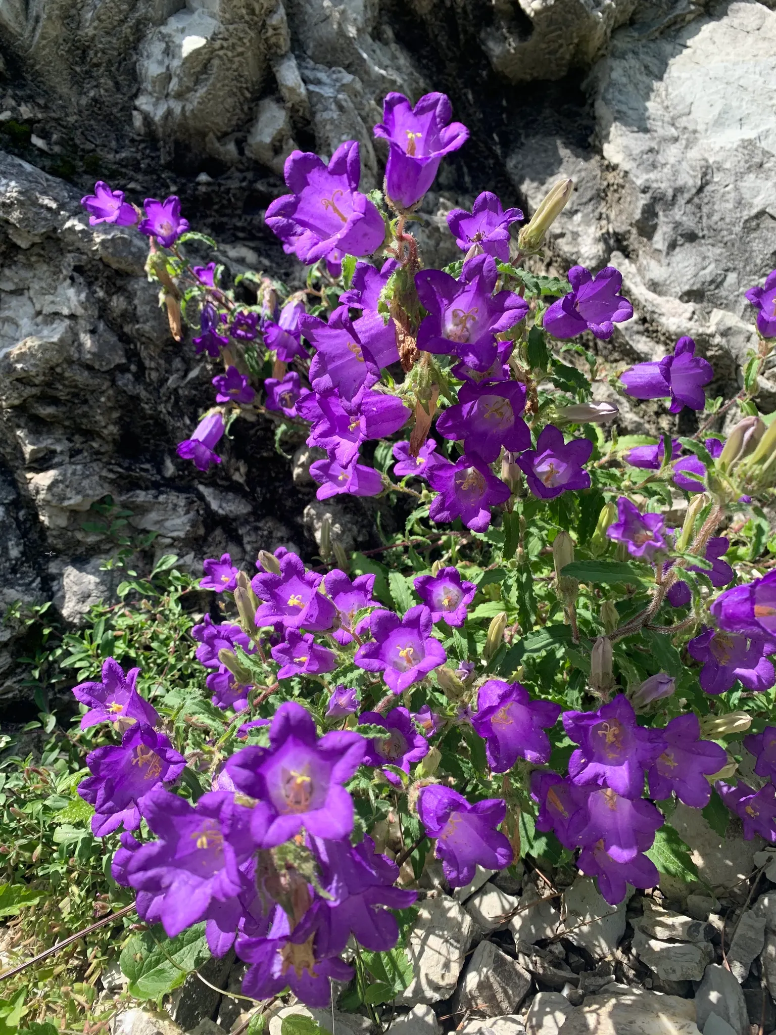 Canterbury Bells, Cup-And-Saucer (Campanula Medium) — with a spread of 12 to 18 inches; annual / biennial with blue and violet blooms, image 61