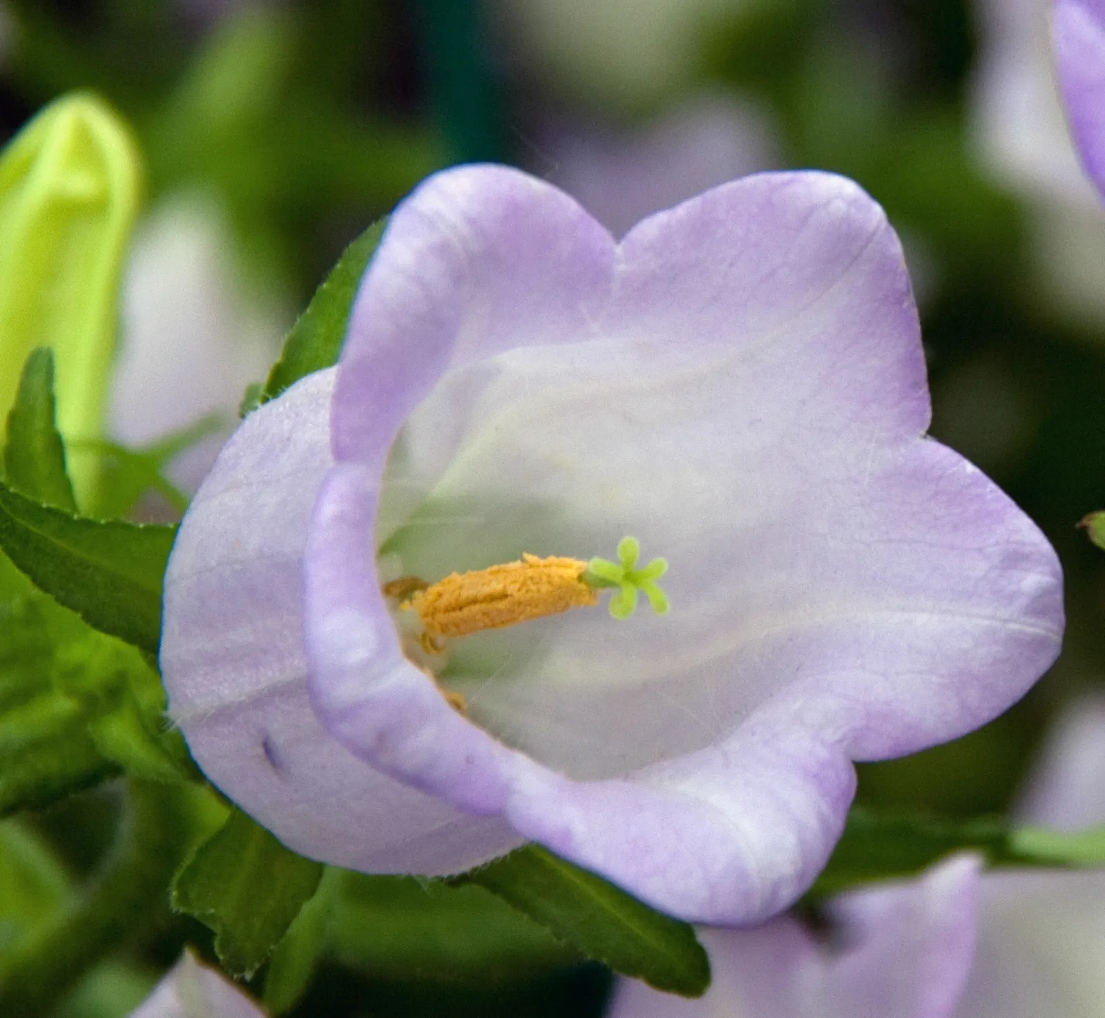Canterbury Bells, Cup-And-Saucer (Campanula Medium) — annual / biennial for full or half; adding life and movement to your client's serene retreat