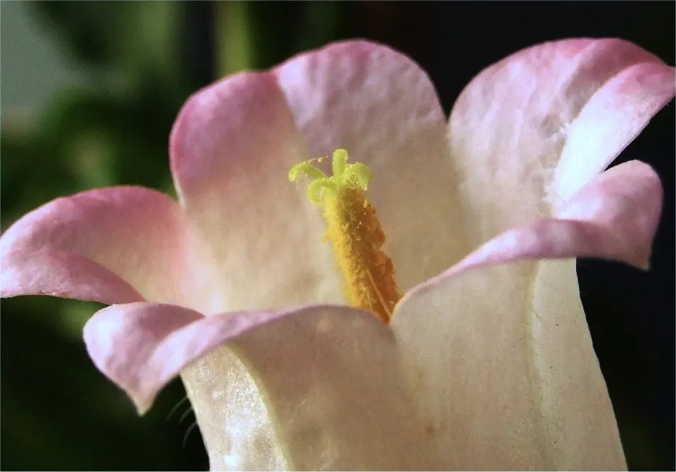Canterbury Bells, Cup-And-Saucer (Campanula Medium) — are enchanting biennial plants that grace gardens with their distinct bell-shaped flowers, image 58
