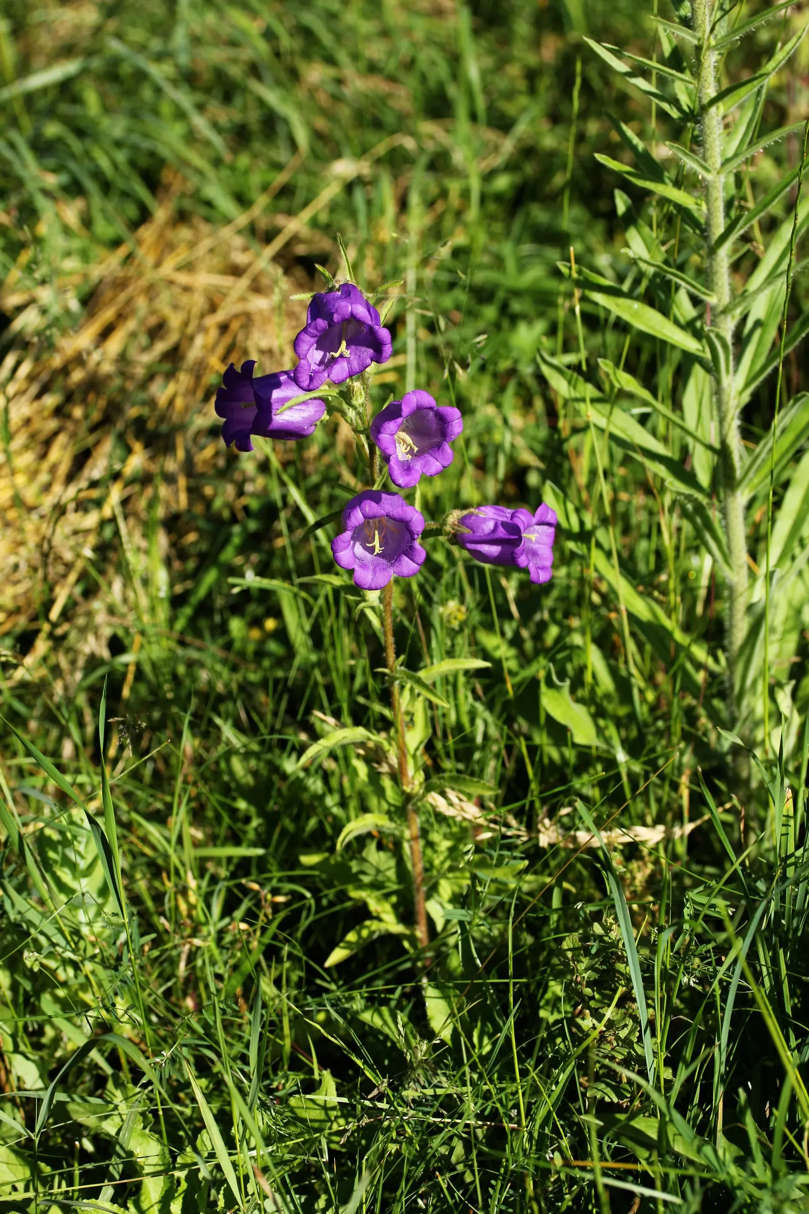 Canterbury Bells, Cup-And-Saucer (Campanula Medium) — blue and violet flowers in the garden