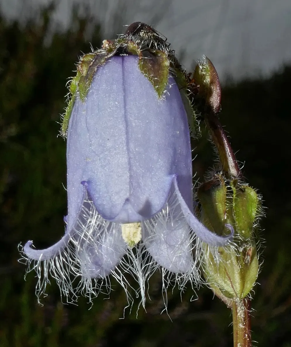 Canterbury Bells, Cup-And-Saucer (Campanula Medium) — annual / biennial with blue and violet blooms