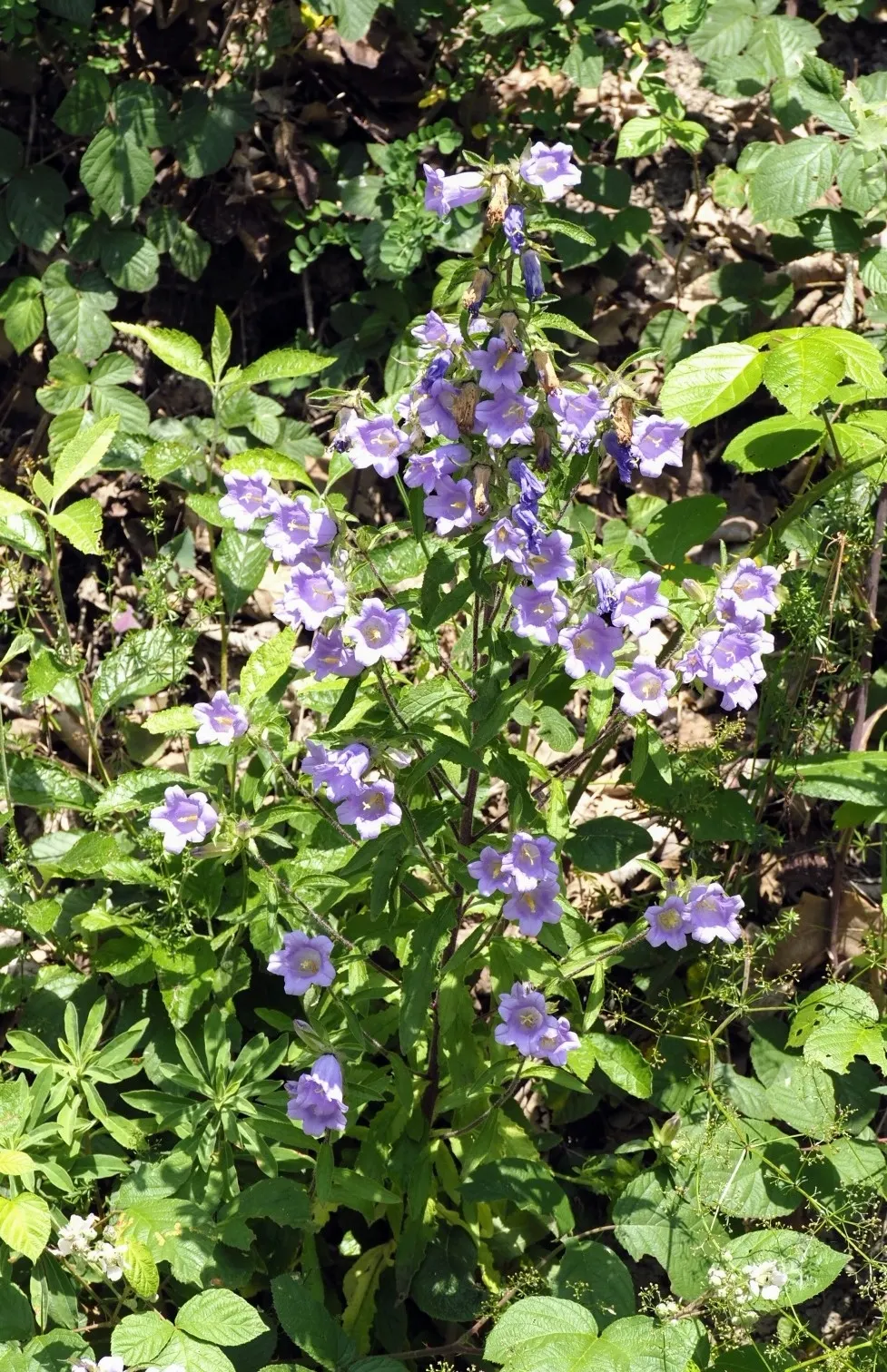 Canterbury Bells, Cup-And-Saucer (Campanula Medium) — enchant with bell-shaped blooms rising 2 to 3 feet tall; space plants approximately 12 inches, image 53