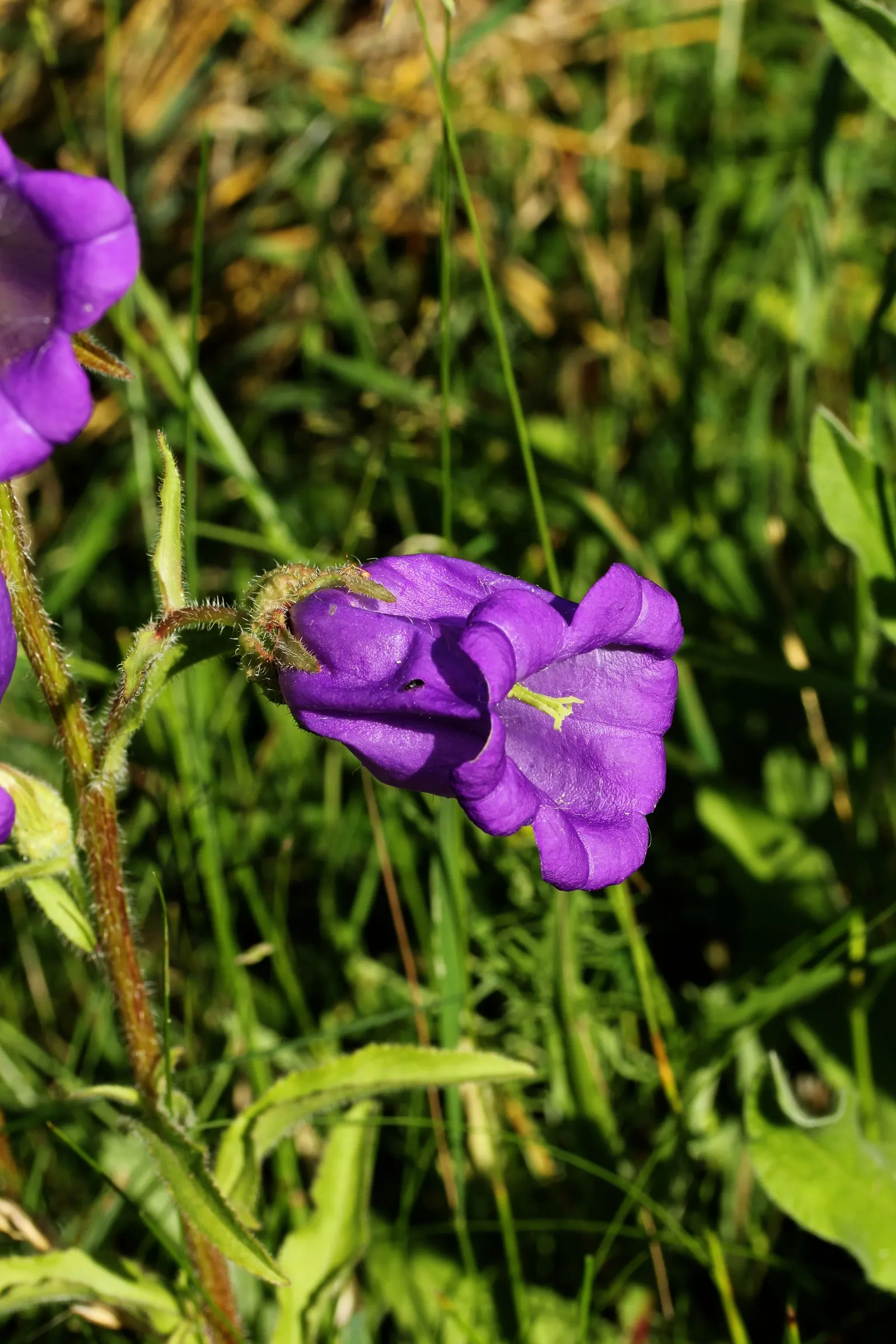Canterbury Bells, Cup-And-Saucer (Campanula Medium) — with a spread of 12 to 18 inches