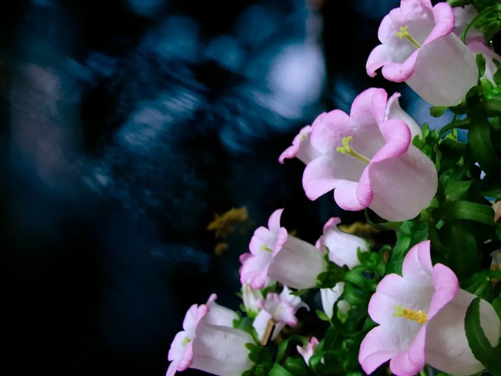 Canterbury Bells, Cup-And-Saucer (Campanula Medium) — space plants approximately 12 inches apart to ensure adequate air circulation; blue and, image 68