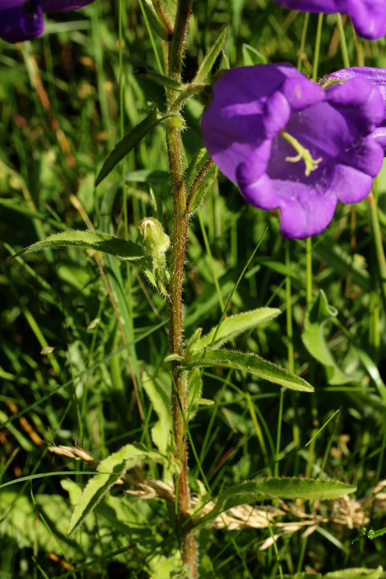 Canterbury Bells, Cup-And-Saucer (Campanula Medium) — requiring well-drained soil with a pH range from neutral to slightly alkaline