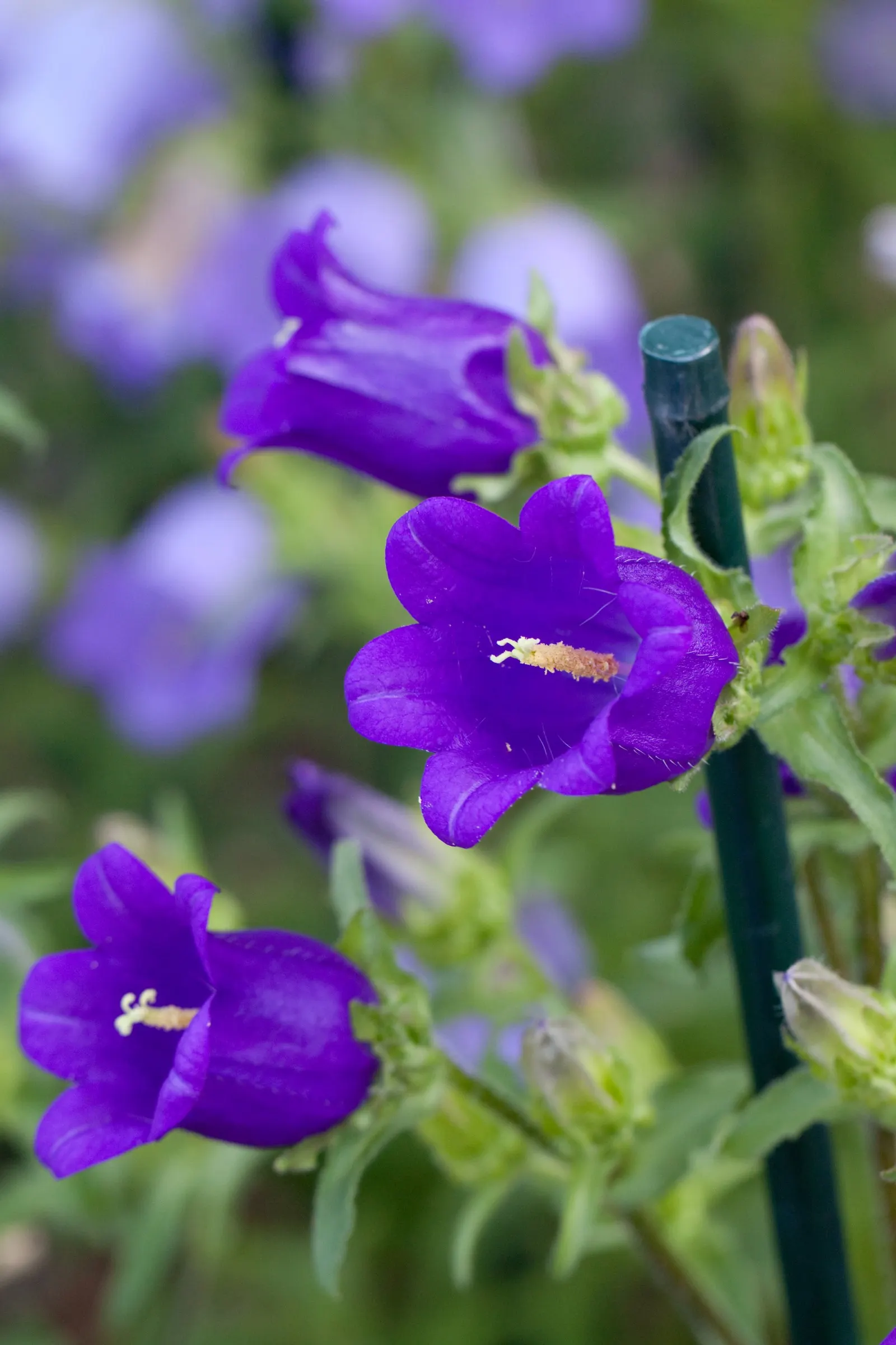 Canterbury Bells, Cup-And-Saucer (Campanula Medium) — annual / biennial for full or half; adding life and movement to your client's serene retreat, image 75