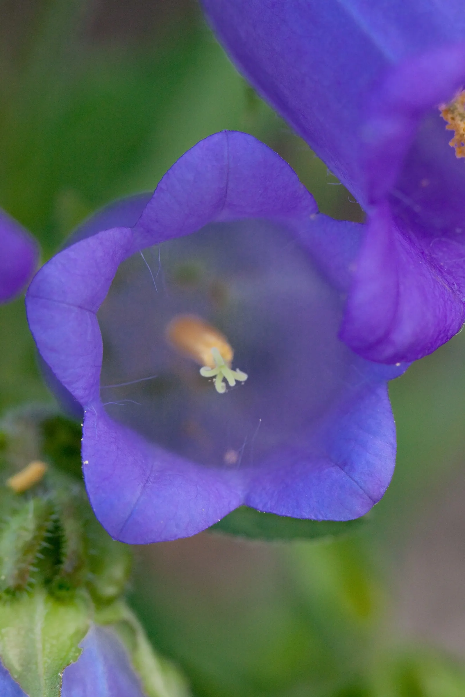 Canterbury Bells, Cup-And-Saucer (Campanula Medium) — Regular watering is essential, though they are moderately drought tolerant once established, image 69