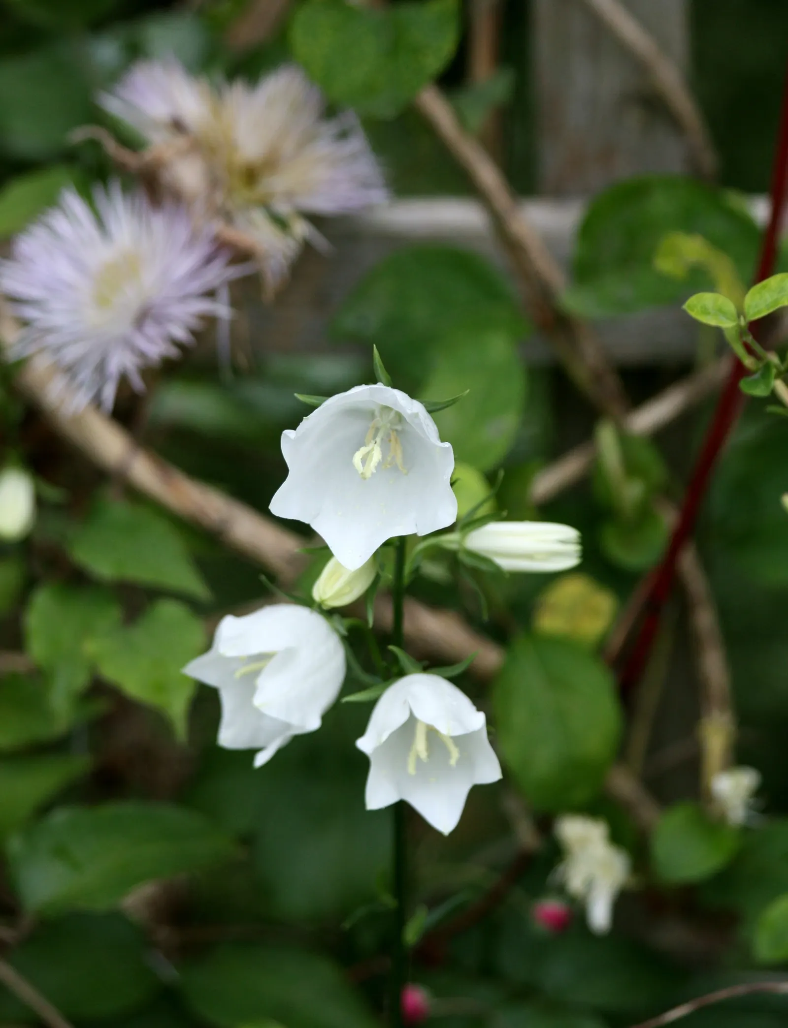 Canterbury Bells, Cup-And-Saucer (Campanula Medium) — also known as Cup-and-Saucer; with a spread of 12 to 18 inches, image 77