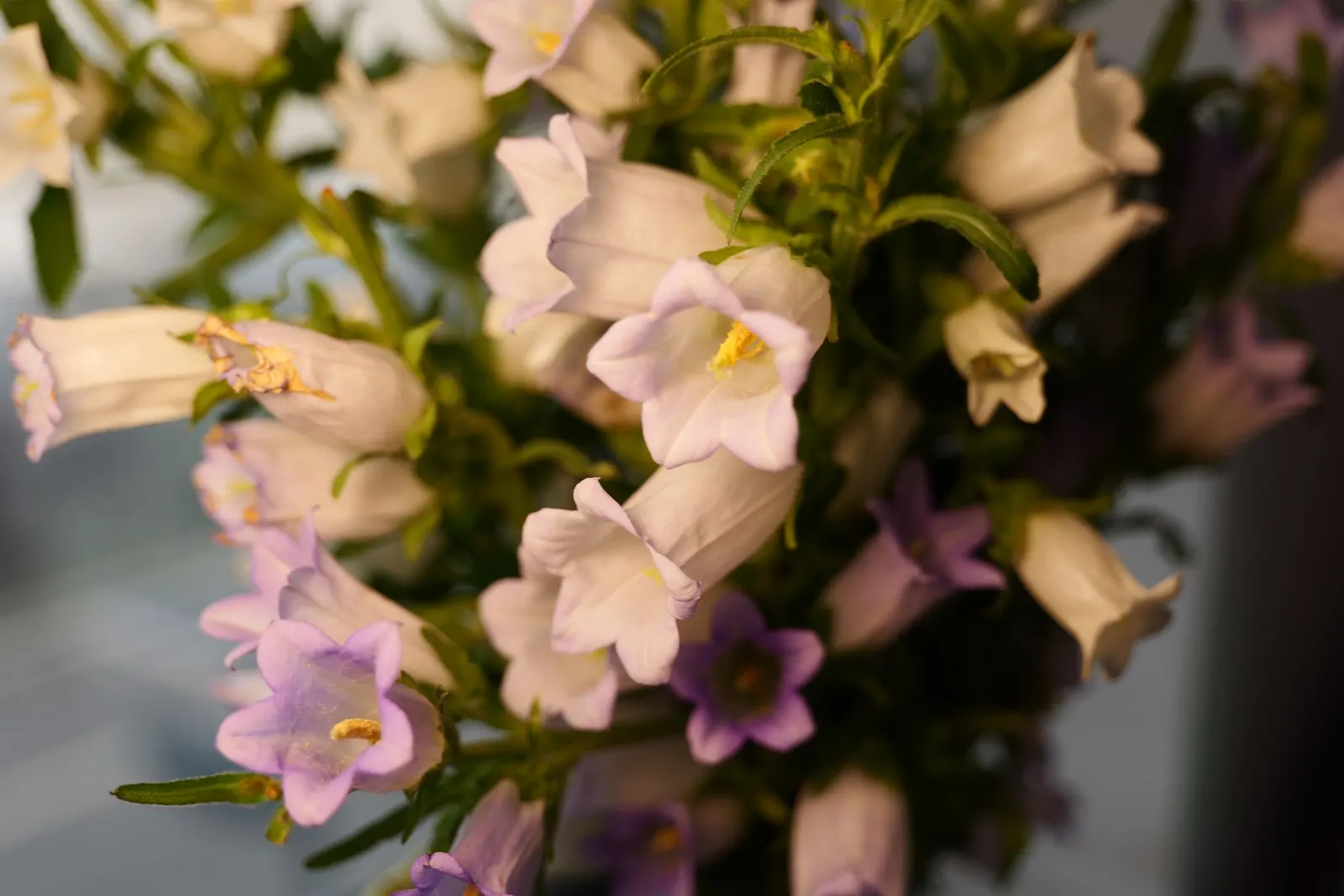 Canterbury Bells, Cup-And-Saucer (Campanula Medium) — scientifically known as Campanula medium