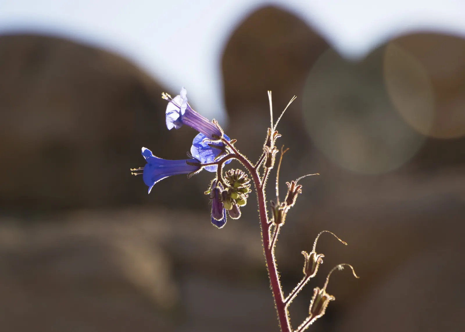 Canterbury Bells, Cup-And-Saucer (Campanula Medium) — these plants are known for their captivating 'cup-and-saucer' silhouette; each flower is, image 60