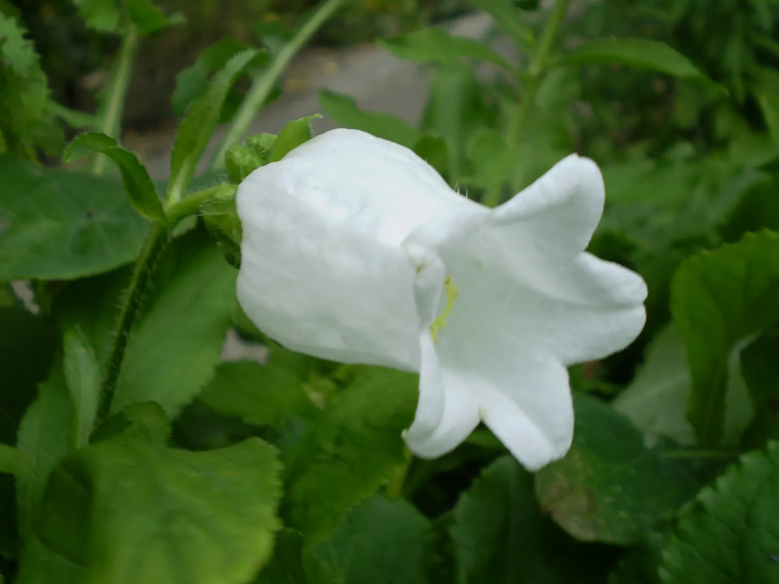 Canterbury Bells, Cup-And-Saucer (Campanula Medium) — these plants are known for their captivating 'cup-and-saucer' silhouette