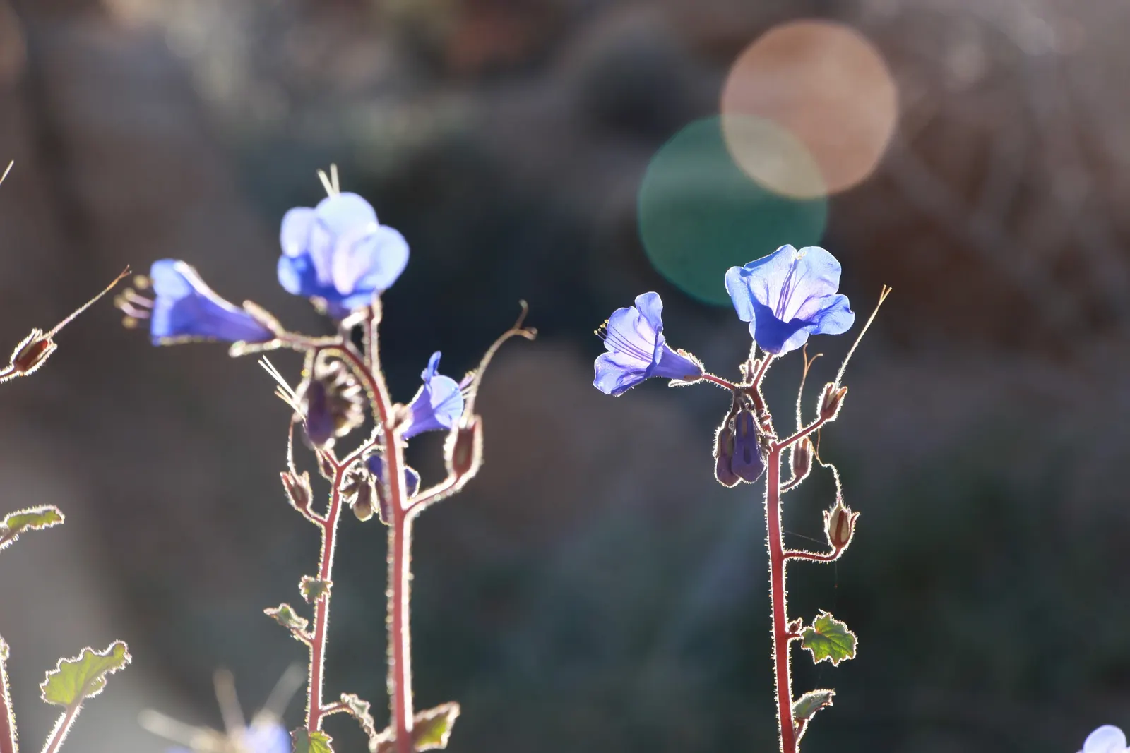 Canterbury Bells, Cup-And-Saucer (Campanula Medium) — making them versatile for varying design palettes; a part of the Campanulaceae family, image 66