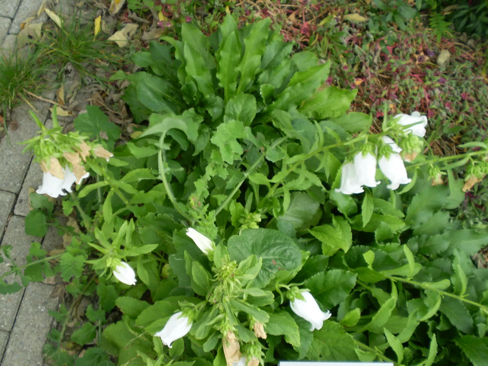 Canterbury Bells, Cup-And-Saucer (Campanula Medium) — making them versatile for varying design palettes