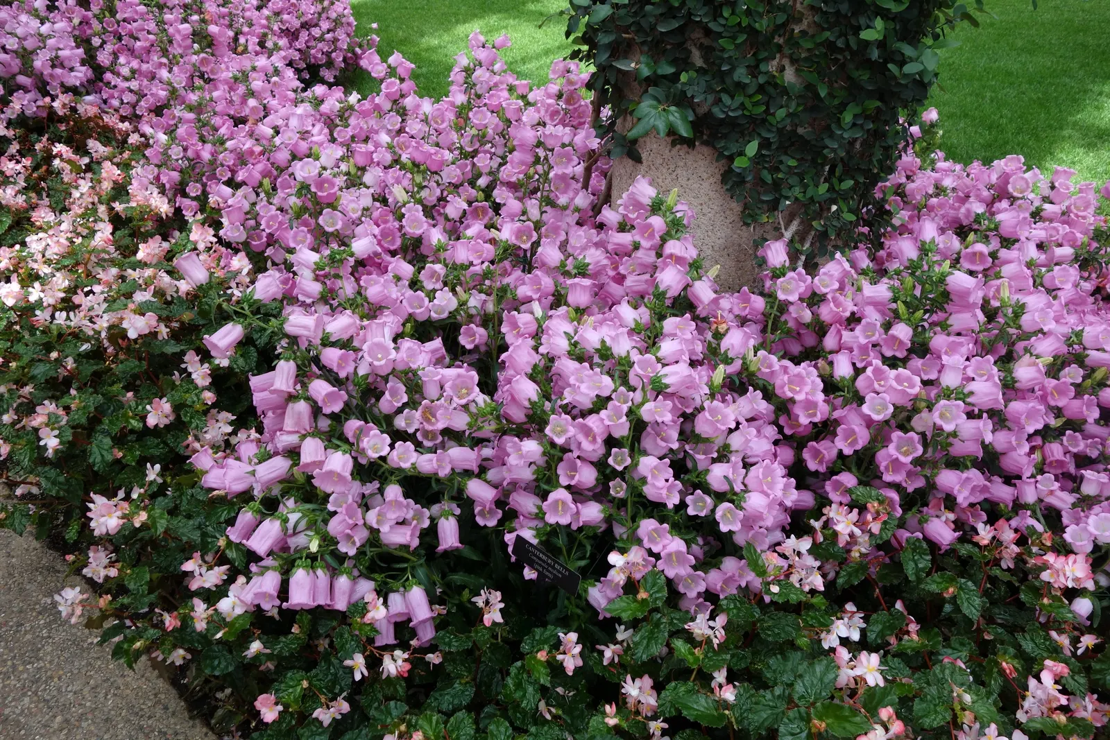 Canterbury Bells, Cup-And-Saucer (Campanula Medium) — enchant with bell-shaped blooms rising 2 to 3 feet tall; space plants approximately 12 inches apart to