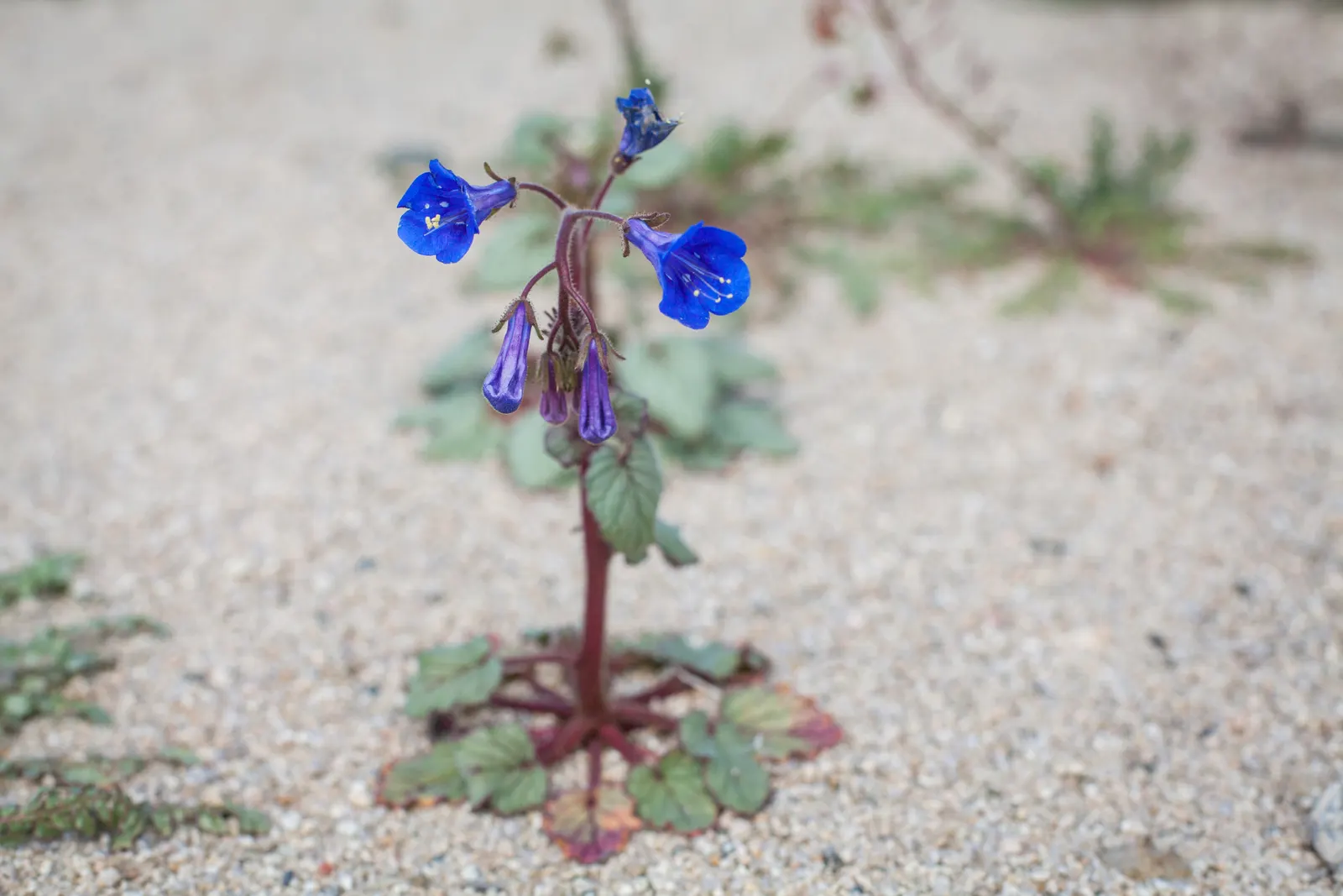 Canterbury Bells, Cup-And-Saucer (Campanula Medium) — Canterbury Bells (Campanula medium); this biennial displays violet, blue, pink, or white, image 51