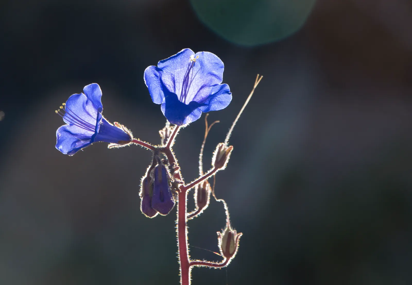 Canterbury Bells, Cup-And-Saucer (Campanula Medium) — blue and violet flowers in the garden; are enchanting biennial plants that grace gardens with their