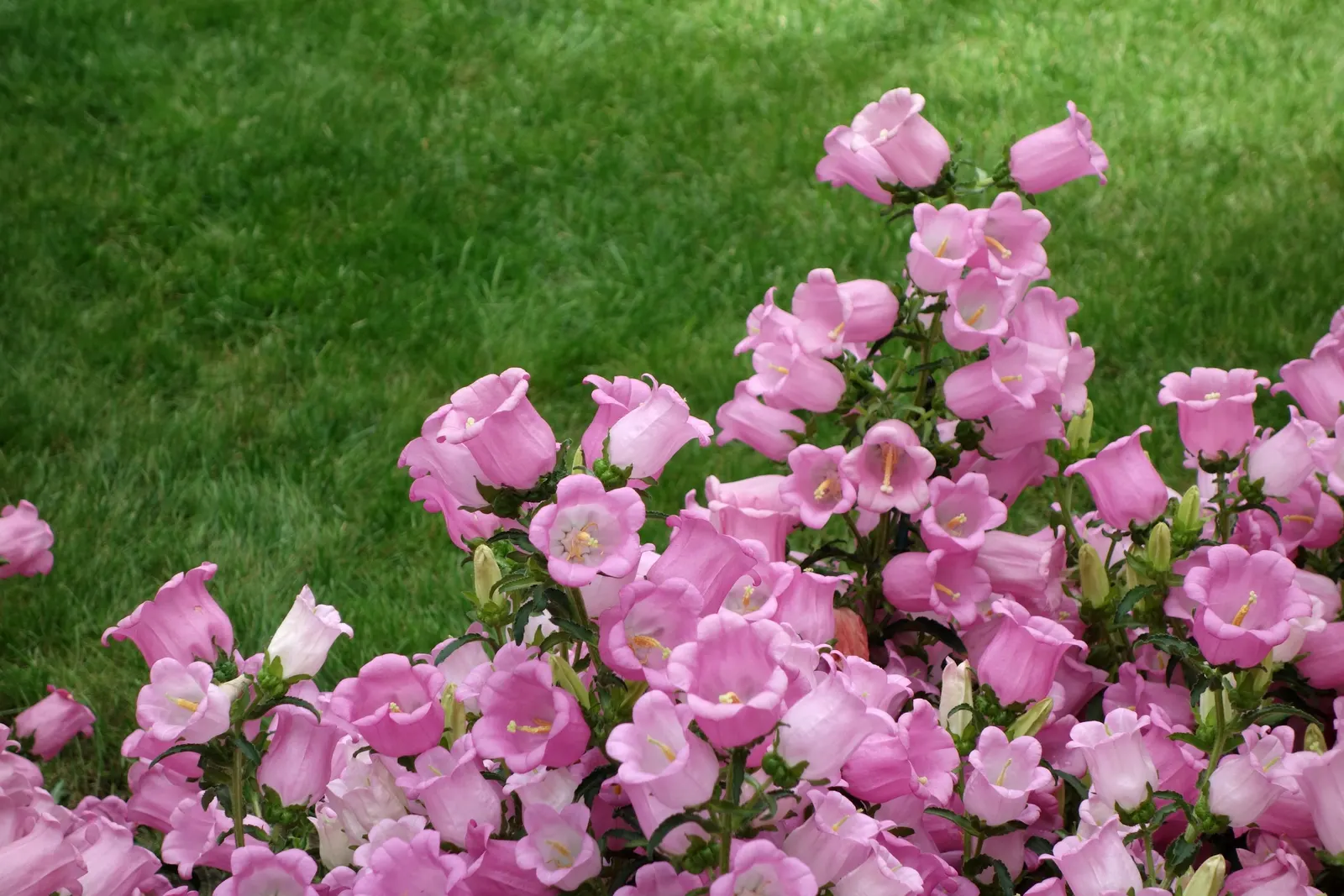 Canterbury Bells, Cup-And-Saucer (Campanula Medium) — these plants are known for their captivating 'cup-and-saucer' silhouette; each flower is borne atop a