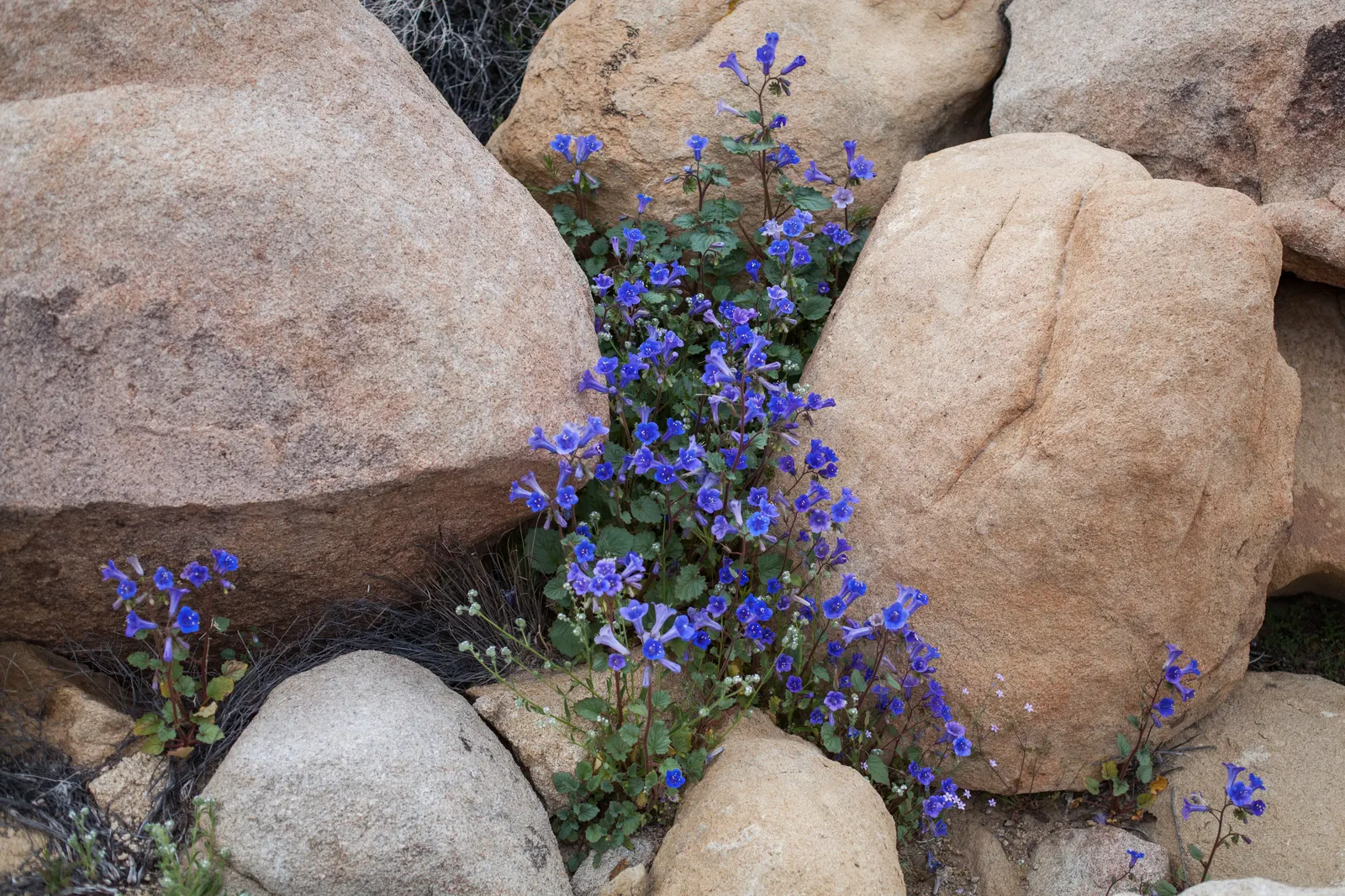 Canterbury Bells, Cup-And-Saucer (Campanula Medium) — are enchanting biennial plants that grace gardens with their distinct bell-shaped flowers; enchant with