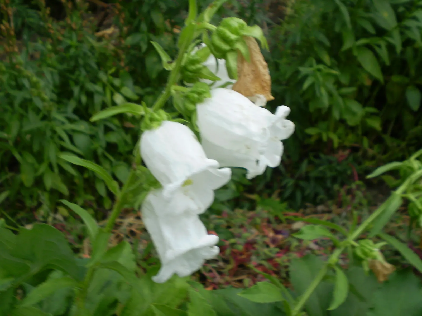Canterbury Bells, Cup-And-Saucer (Campanula Medium) — Regular watering is essential, though they are moderately drought tolerant once established
