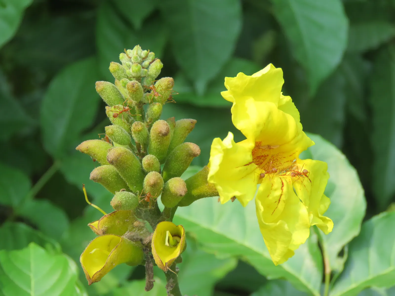 Yellow Bell Bean Tree (Markhamia Lutea) — tropical deciduous tree boasts a striking display of vibrant yellow; this tree reaches a mature height of