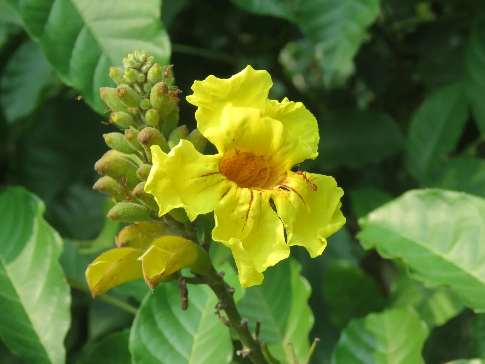 Yellow Bell Bean Tree (Markhamia Lutea) — bell-shaped flowers that bloom prolifically from late fall to early spring