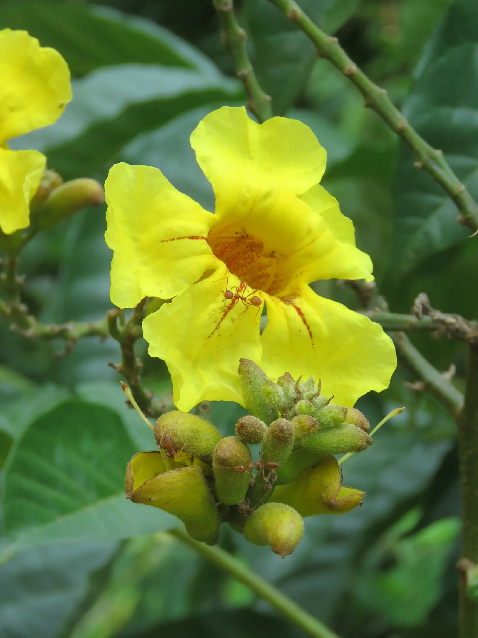 Yellow Bell Bean Tree (Markhamia Lutea) — Prefers well-drained soils under full sun to partial shade
