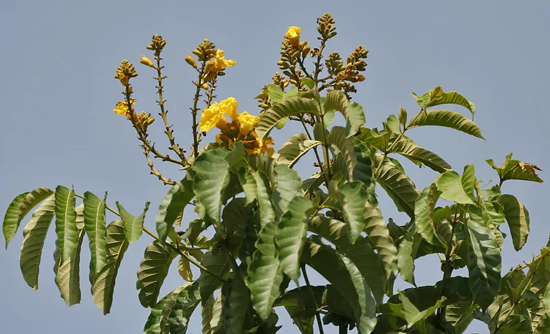 Yellow Bell Bean Tree (Markhamia Lutea) — it supports wildlife with nectar-rich flowers and provides visual interest with its dense foliage and fluted