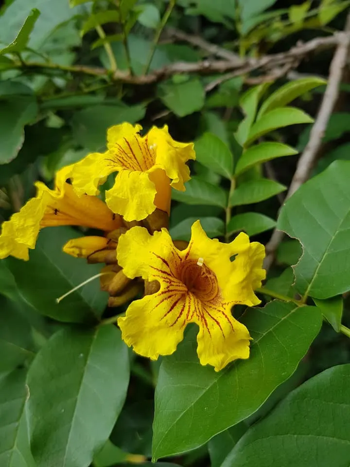 Yellow Bell Bean Tree (Markhamia Lutea) — scientifically known as Markhamia lutea; the tree produces slender