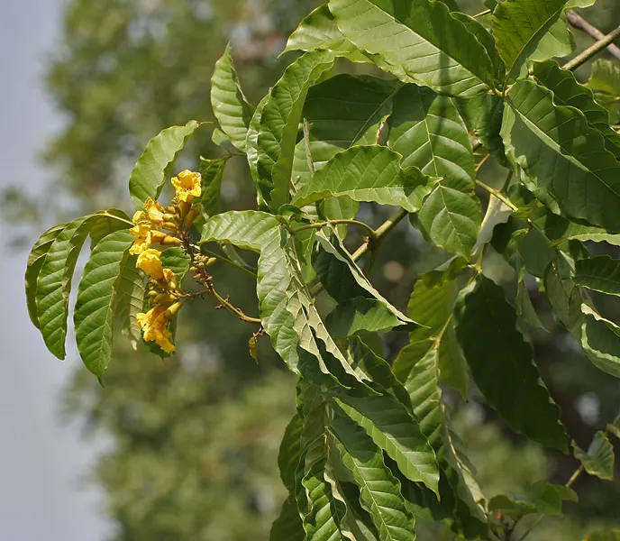 Yellow Bell Bean Tree (Markhamia Lutea) — is a stunning ornamental tree prized for its splash of vibrant color and aesthetic appeal in landscape designs