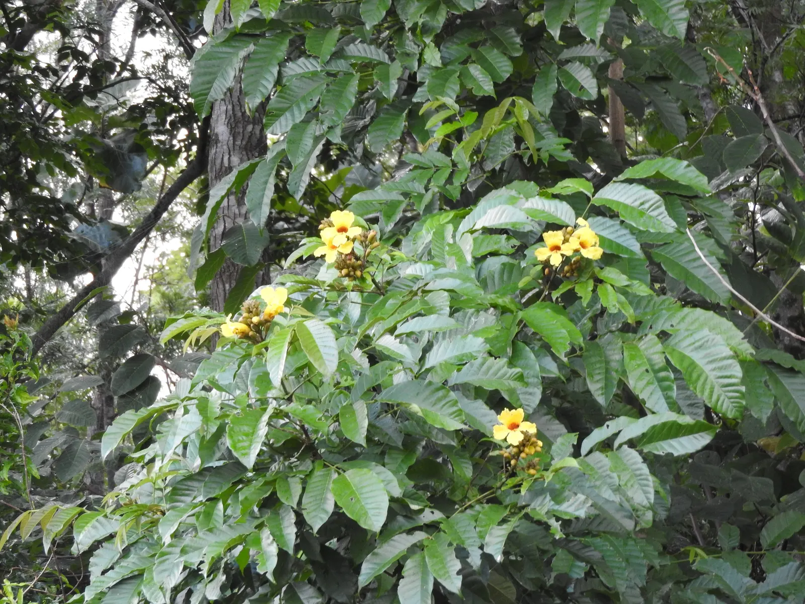 Yellow Bell Bean Tree (Markhamia Lutea) — Excellent as a focal point in gardens