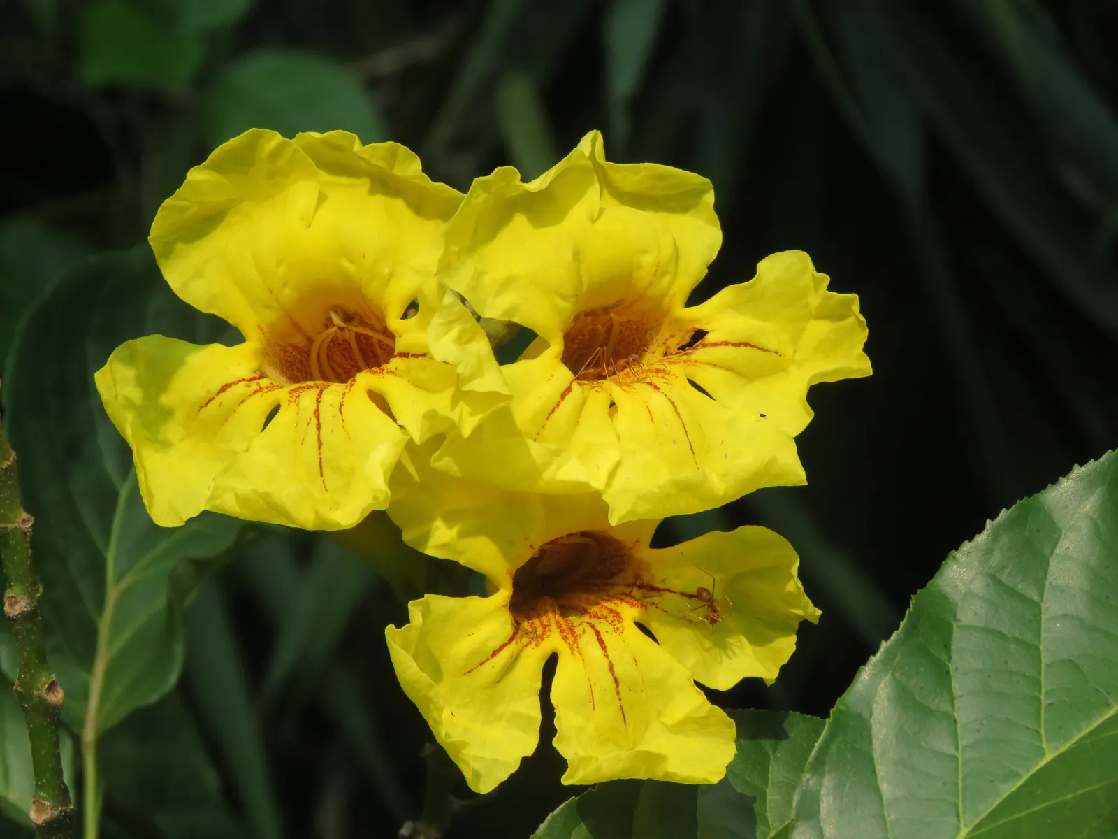Yellow Bell Bean Tree (Markhamia Lutea) — Prefers well-drained soils under full sun to partial shade; enriching the garden's biodiversity