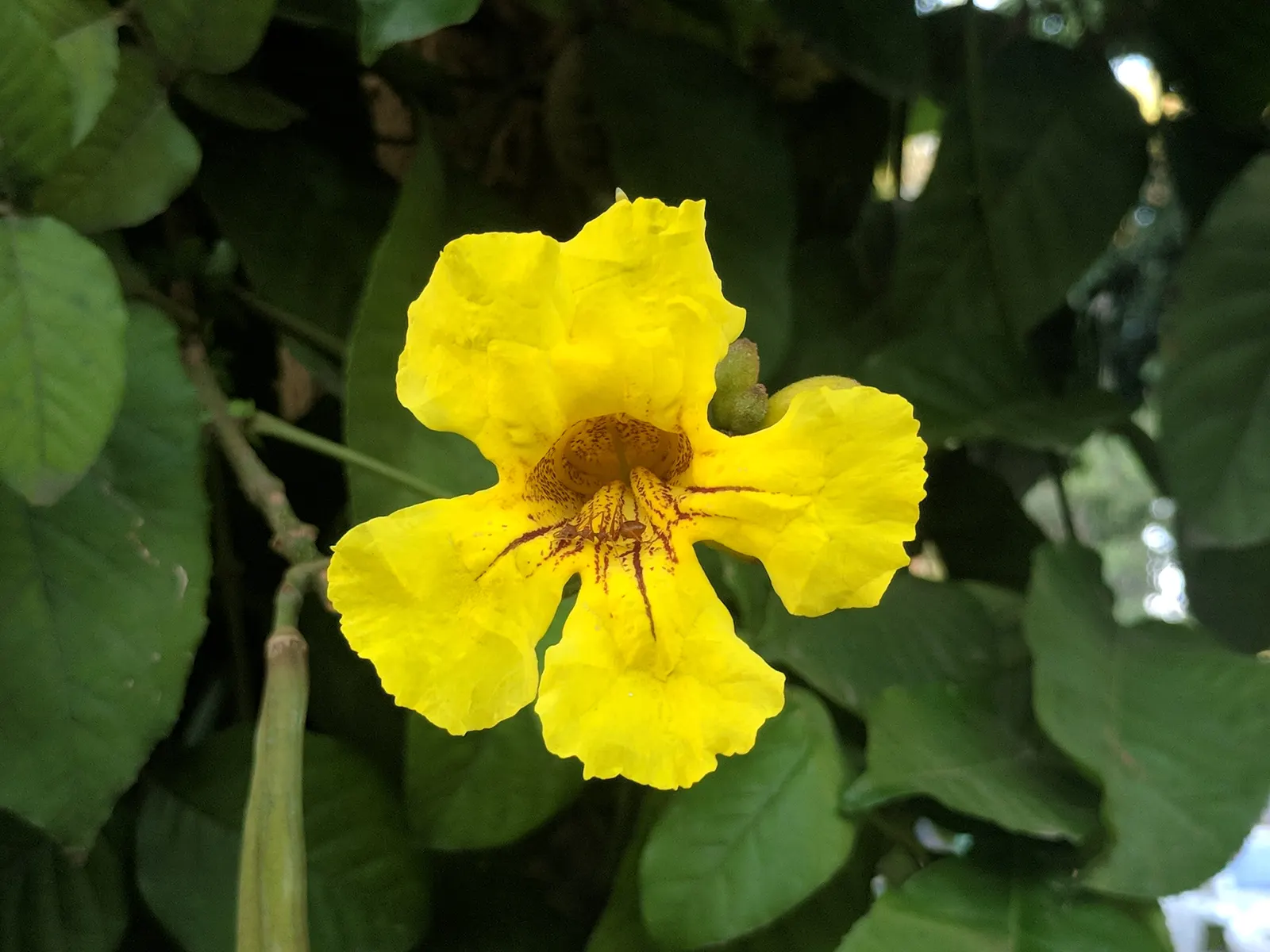 Yellow Bell Bean Tree (Markhamia Lutea) — particularly during dry spells; bell-shaped flowers that bloom prolifically from late fall to early spring
