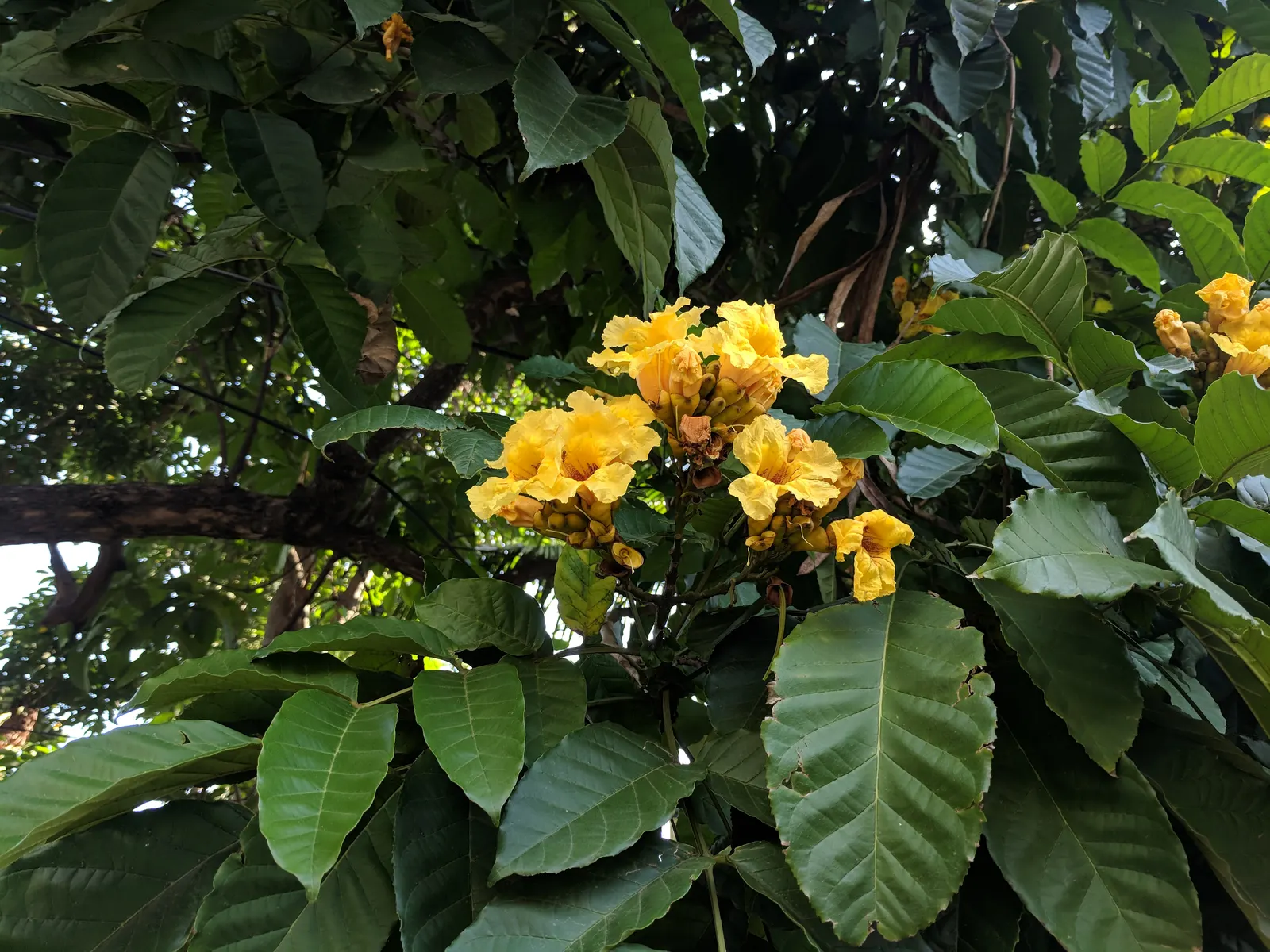 Yellow Bell Bean Tree (Markhamia Lutea) — to maintain its lush appearance