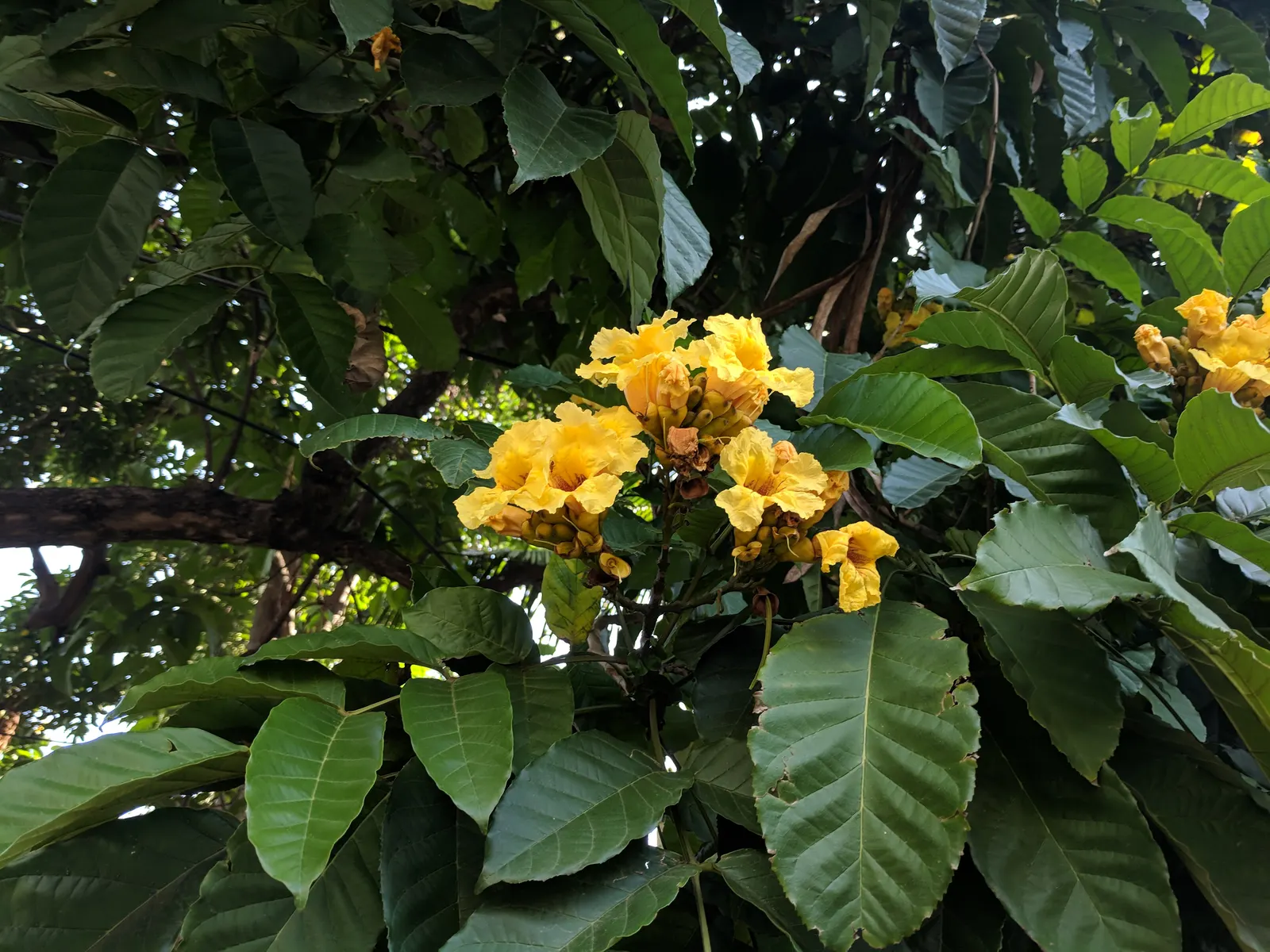 Yellow Bell Bean Tree (Markhamia Lutea) — rounded shape.<br><br>Markhamia lutea thrives in USDA Hardiness Zones 10 to 11