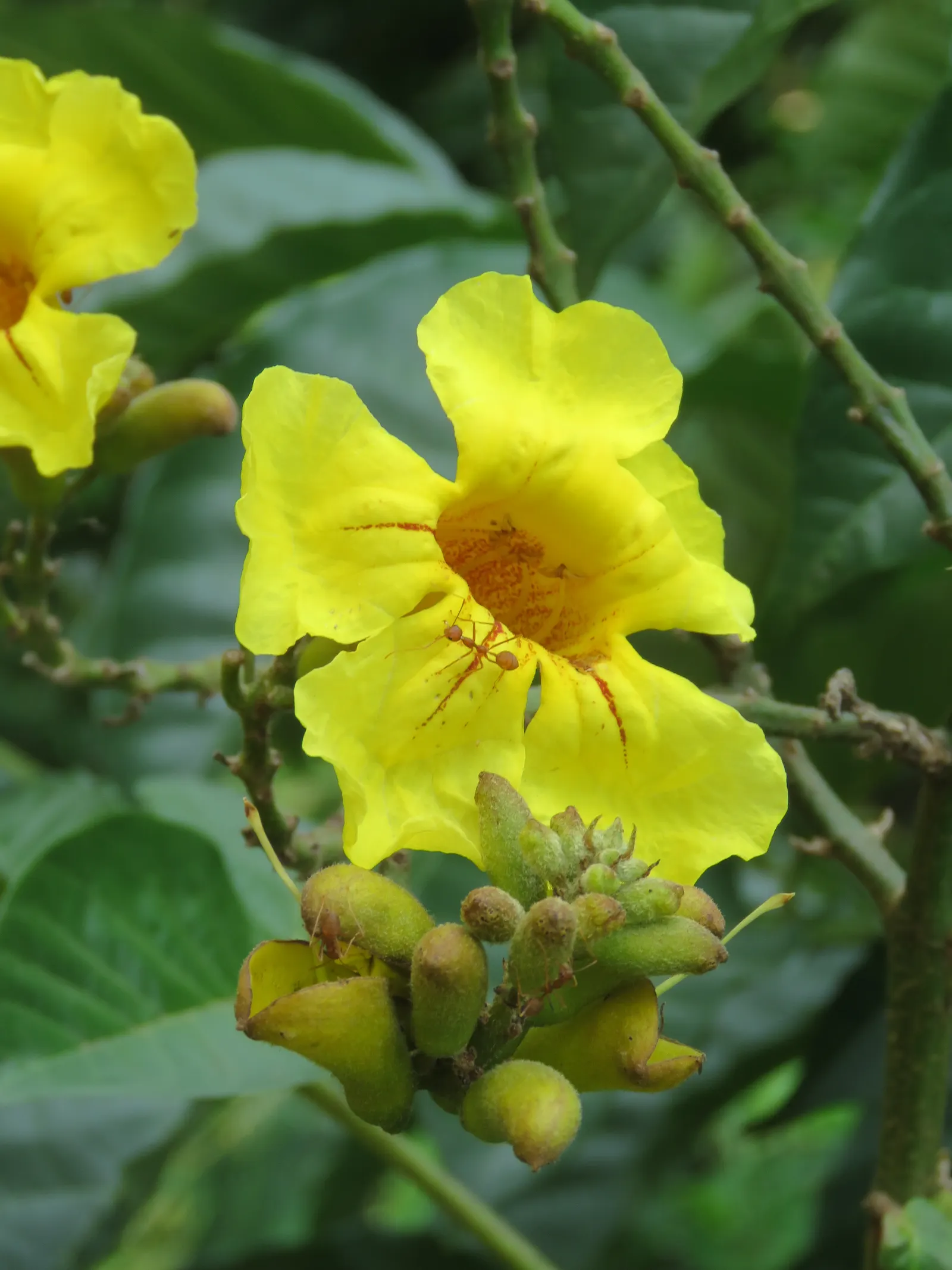 Yellow Bell Bean Tree (Markhamia Lutea) — Excellent as a focal point in gardens; tropical deciduous tree boasts a striking display of vibrant yellow