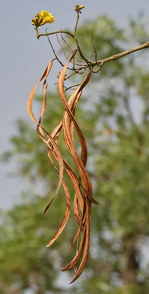 Yellow Bell Bean Tree (Markhamia Lutea) — yellow flowers in the garden