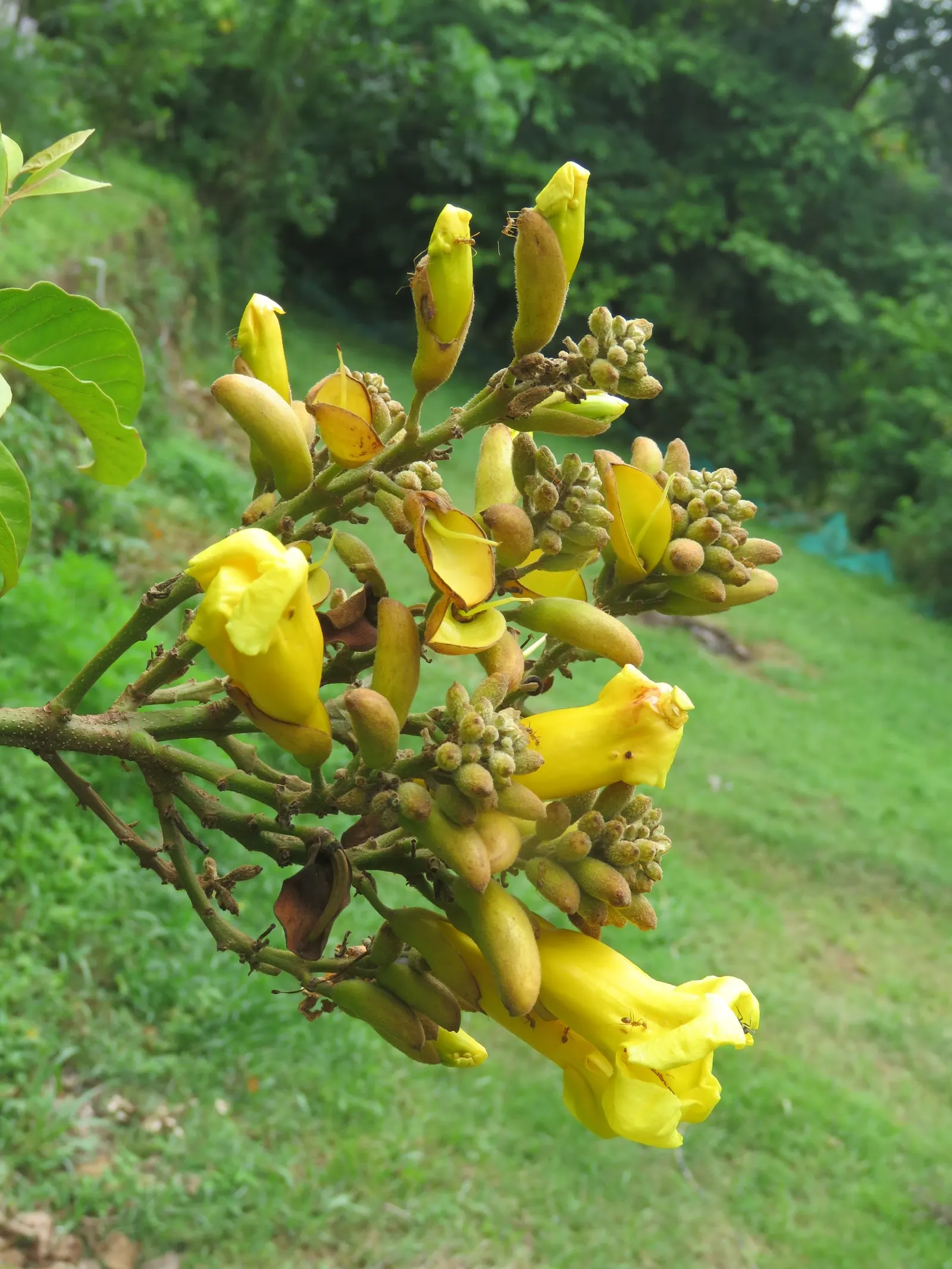 Yellow Bell Bean Tree (Markhamia Lutea) — rounded shape.<br><br>Markhamia lutea thrives in USDA Hardiness Zones 10 to 11; yellow flowers in the garden