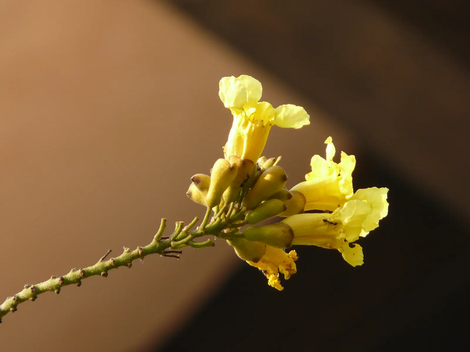 Yellow Bell Bean Tree (Markhamia Lutea) — An ideal focal point for garden settings