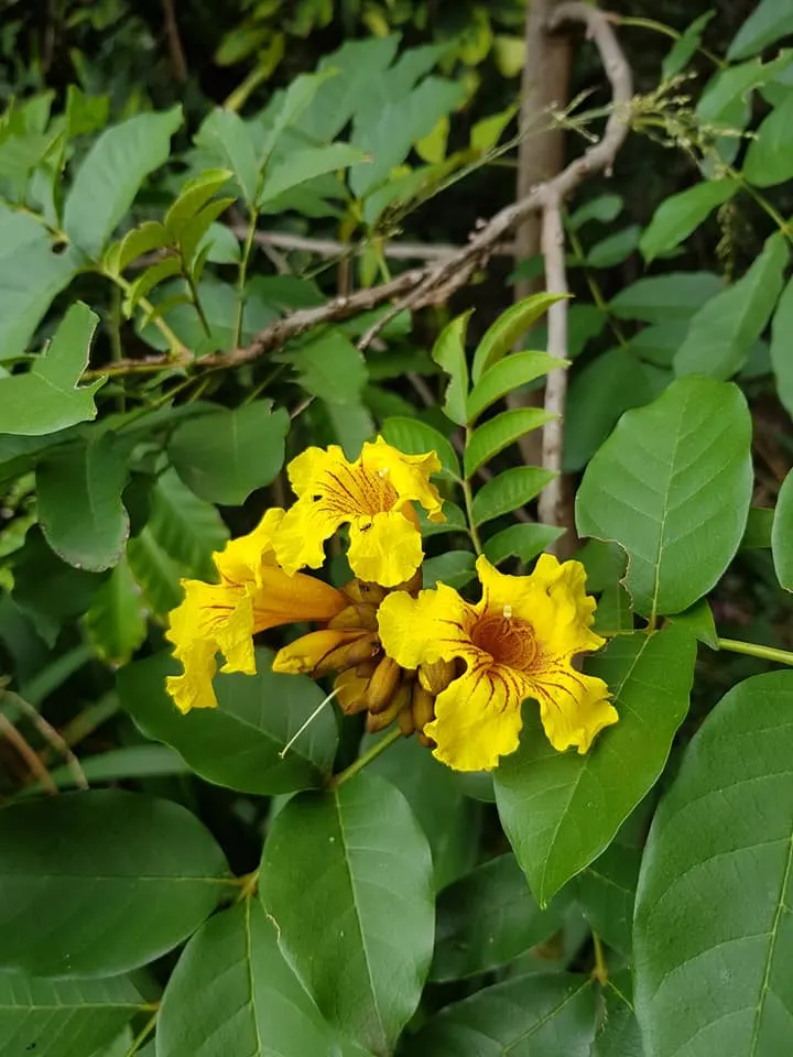 Yellow Bell Bean Tree (Markhamia Lutea) — is a stunning ornamental tree prized for its splash of vibrant color and aesthetic appeal in landscape designs; tree