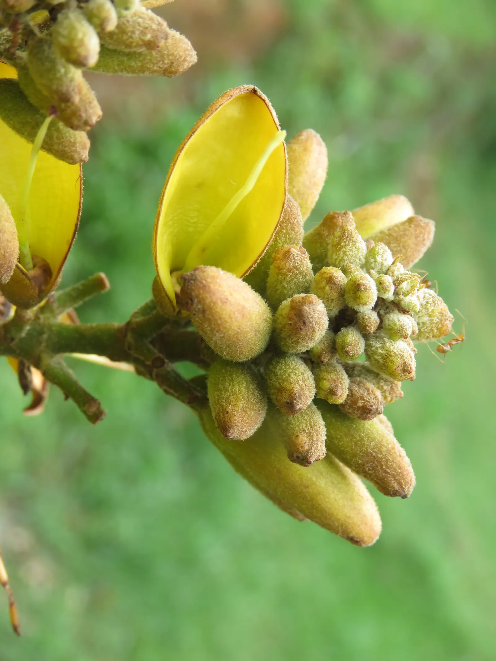 Yellow Bell Bean Tree (Markhamia Lutea) — it supports wildlife with nectar-rich flowers and provides visual interest with its dense foliage and fluted; is a