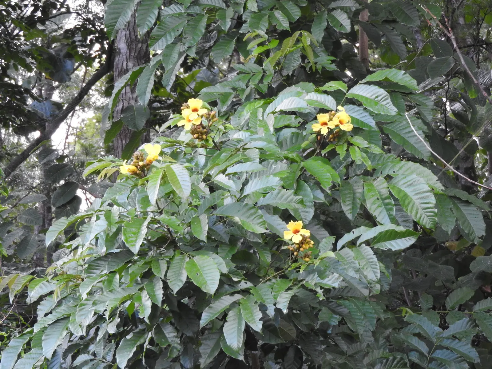 Yellow Bell Bean Tree (Markhamia Lutea) — preferring full sun to partial shade exposures