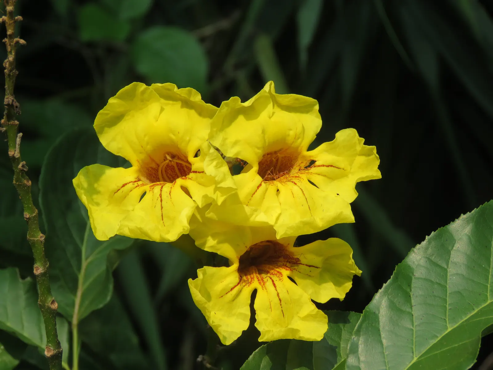 Yellow Bell Bean Tree (Markhamia Lutea) — An ideal focal point for garden settings; hardy in USDA zones 10-11