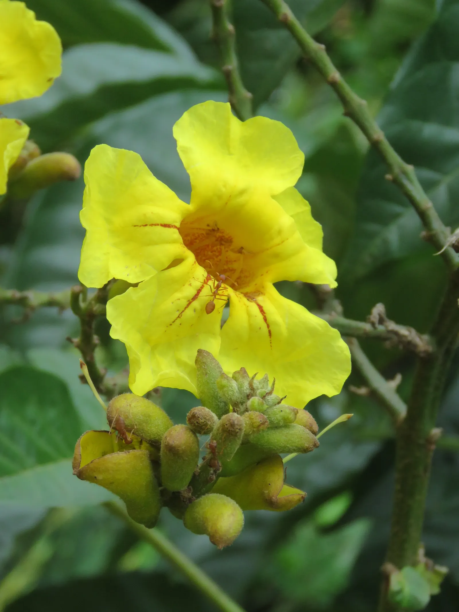 Yellow Bell Bean Tree (Markhamia Lutea) — **Markhamia lutea** (Yellow Bell Bean Tree) ‚Äì This elegant; prefers well-drained soils under full sun to partial