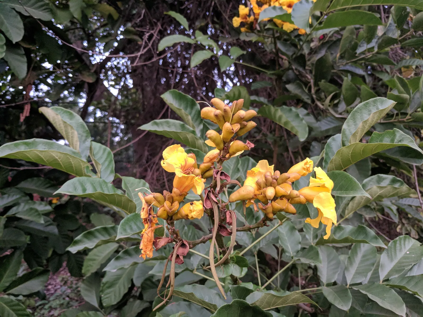 Yellow Bell Bean Tree (Markhamia Lutea) — Mature specimens reach 20-40 feet with a canopy spread of 15-30 feet; the tree is moderately drought-tolerant once