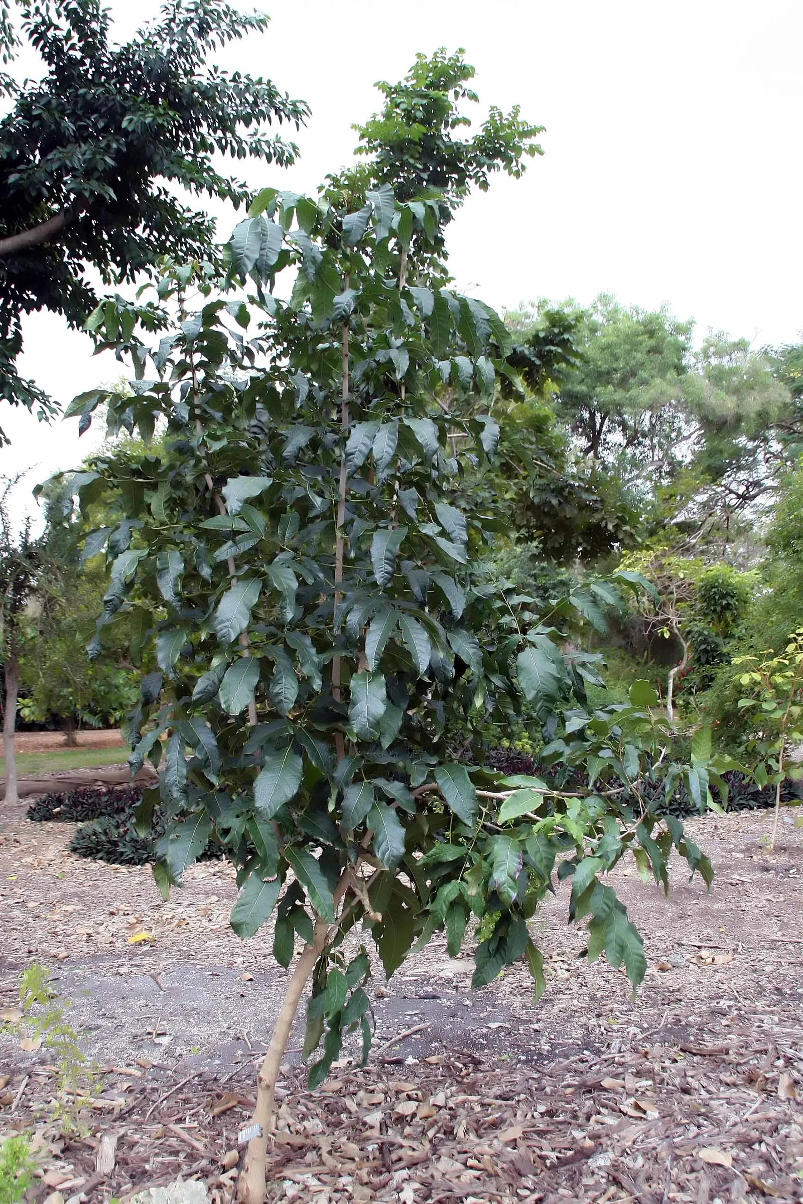 Yellow Bell Bean Tree (Markhamia Lutea) — scientifically known as Markhamia lutea
