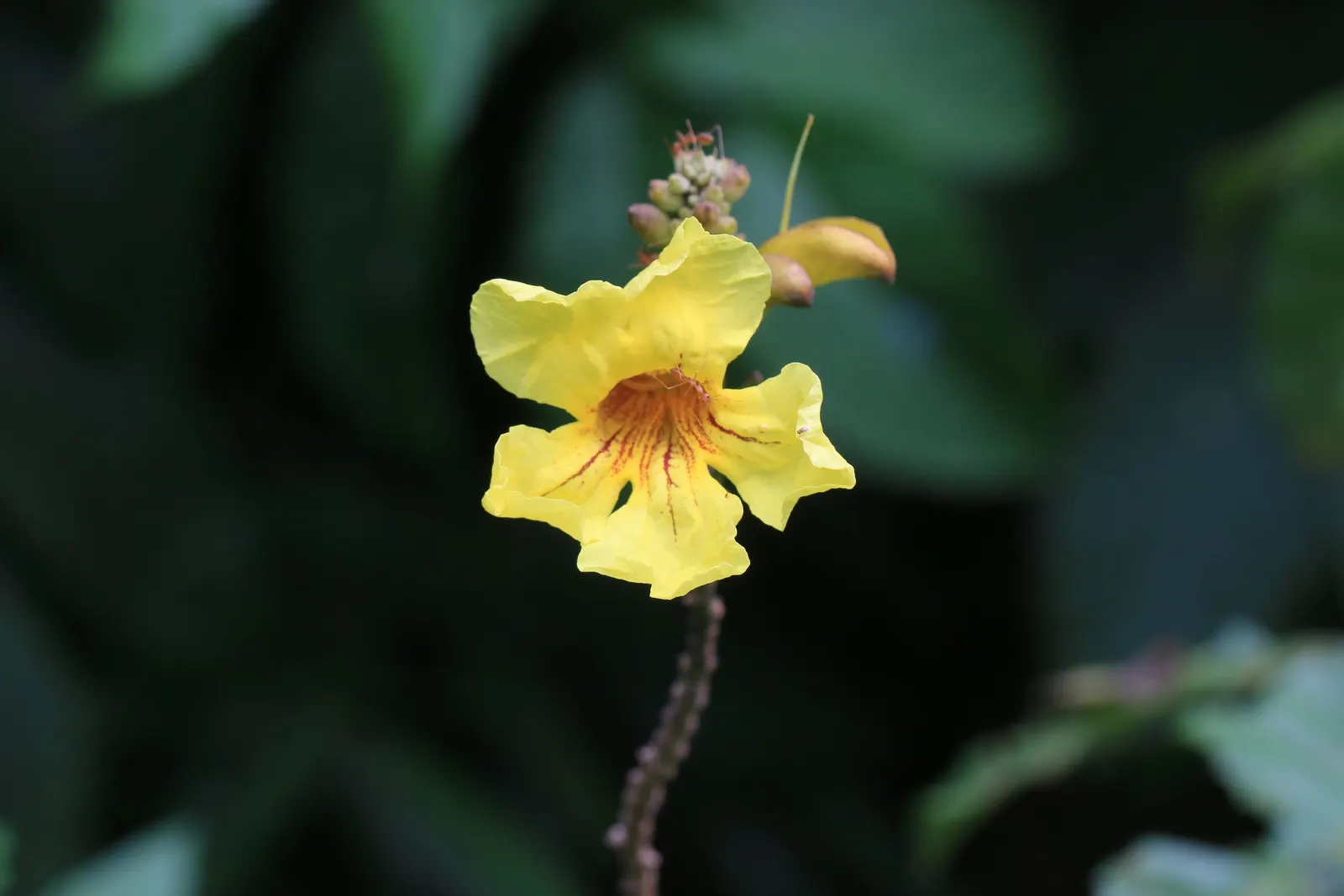 Yellow Bell Bean Tree (Markhamia Lutea) — creating a well-proportioned