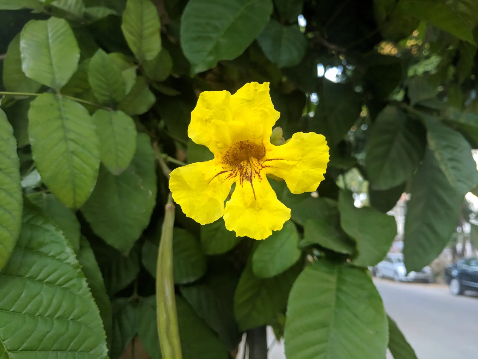 Yellow Bell Bean Tree (Markhamia Lutea) — tropical deciduous tree boasts a striking display of vibrant yellow