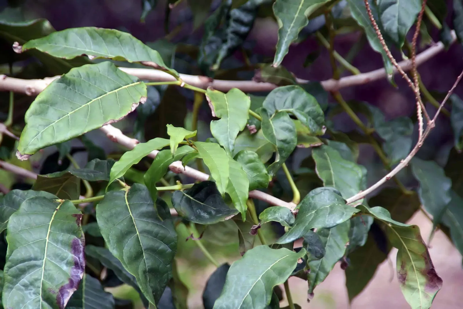 Yellow Bell Bean Tree (Markhamia Lutea) — enriching the garden's biodiversity